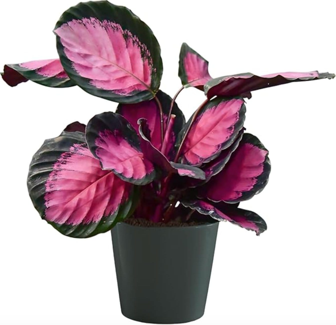 Diese 6 Zimmerpflanzen haben bunte Bltter (und sind echte Deko-Highlights  in deiner Wohnung!)