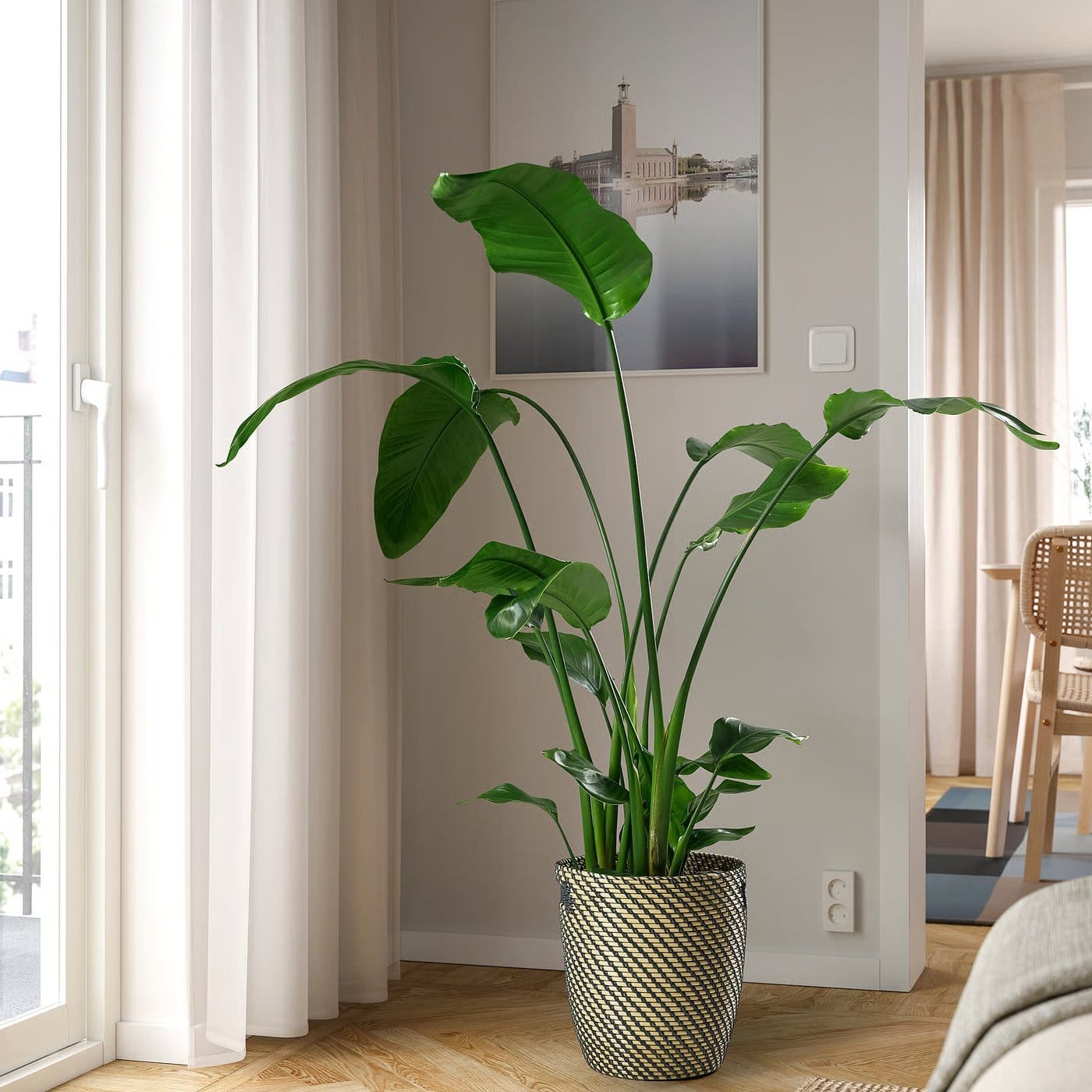 alocasia serendipity pink variegata Alocasia Serendipity Pink Variegata  Rare Tropical Plant  Green and White  Plants