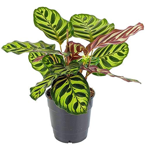 zimmerpflanze glnzende bltter Philodendron Scandens Brasil  Zimmerpflanze   12  Hhe ca. 20