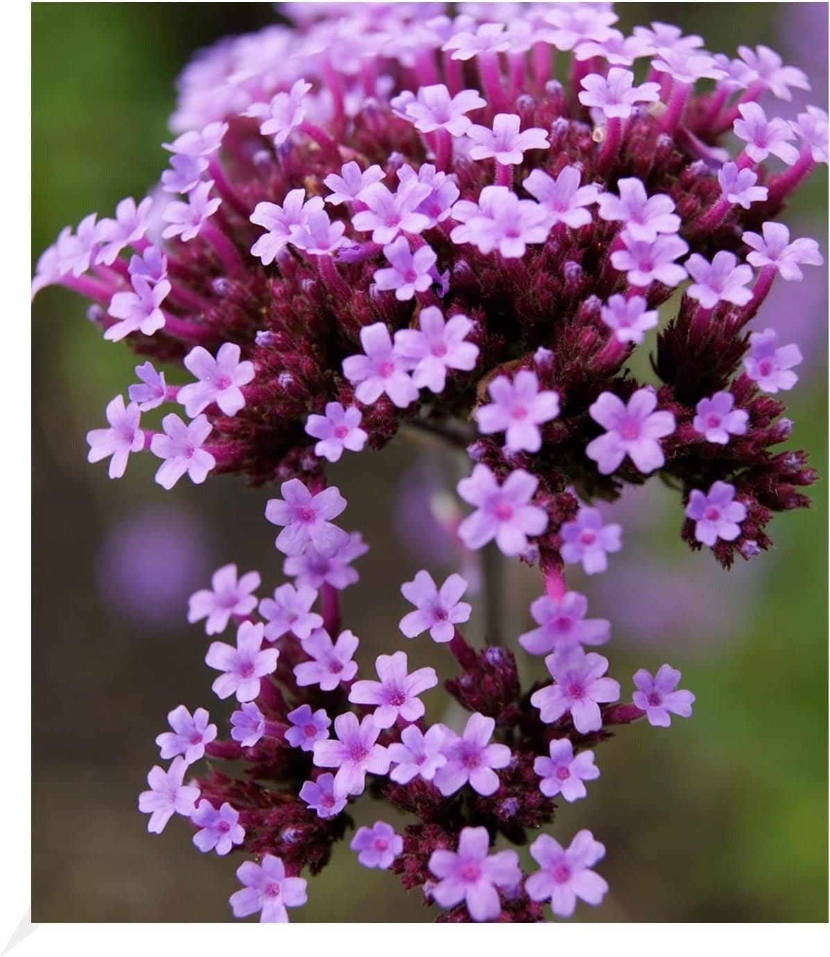 clusia zimmerpflanze Clusia 'Princess'