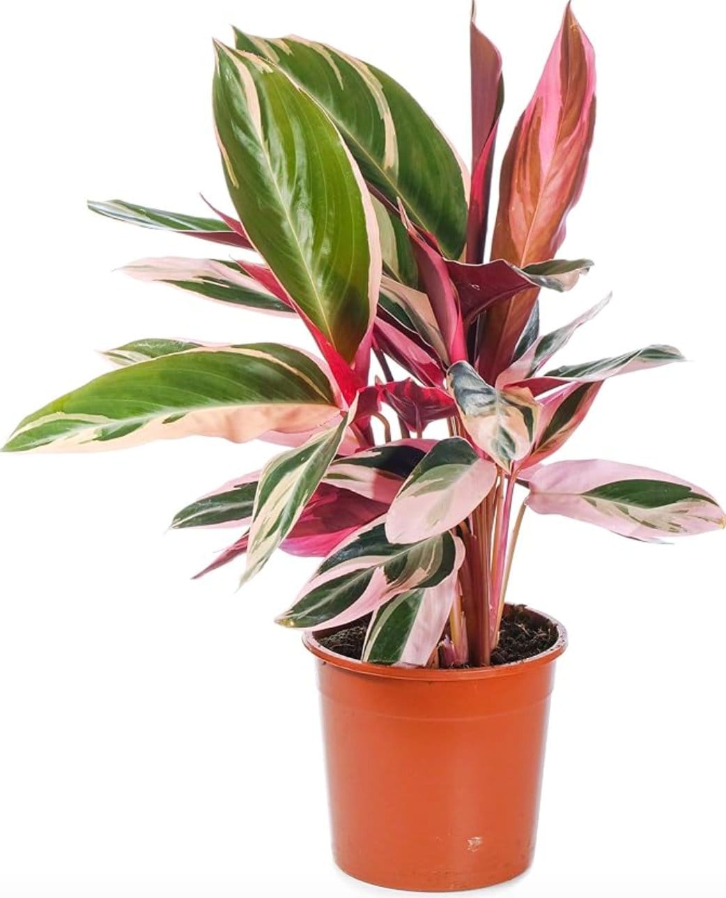 Diese 6 Zimmerpflanzen haben bunte Bltter (und sind echte Deko-Highlights  in deiner Wohnung!)