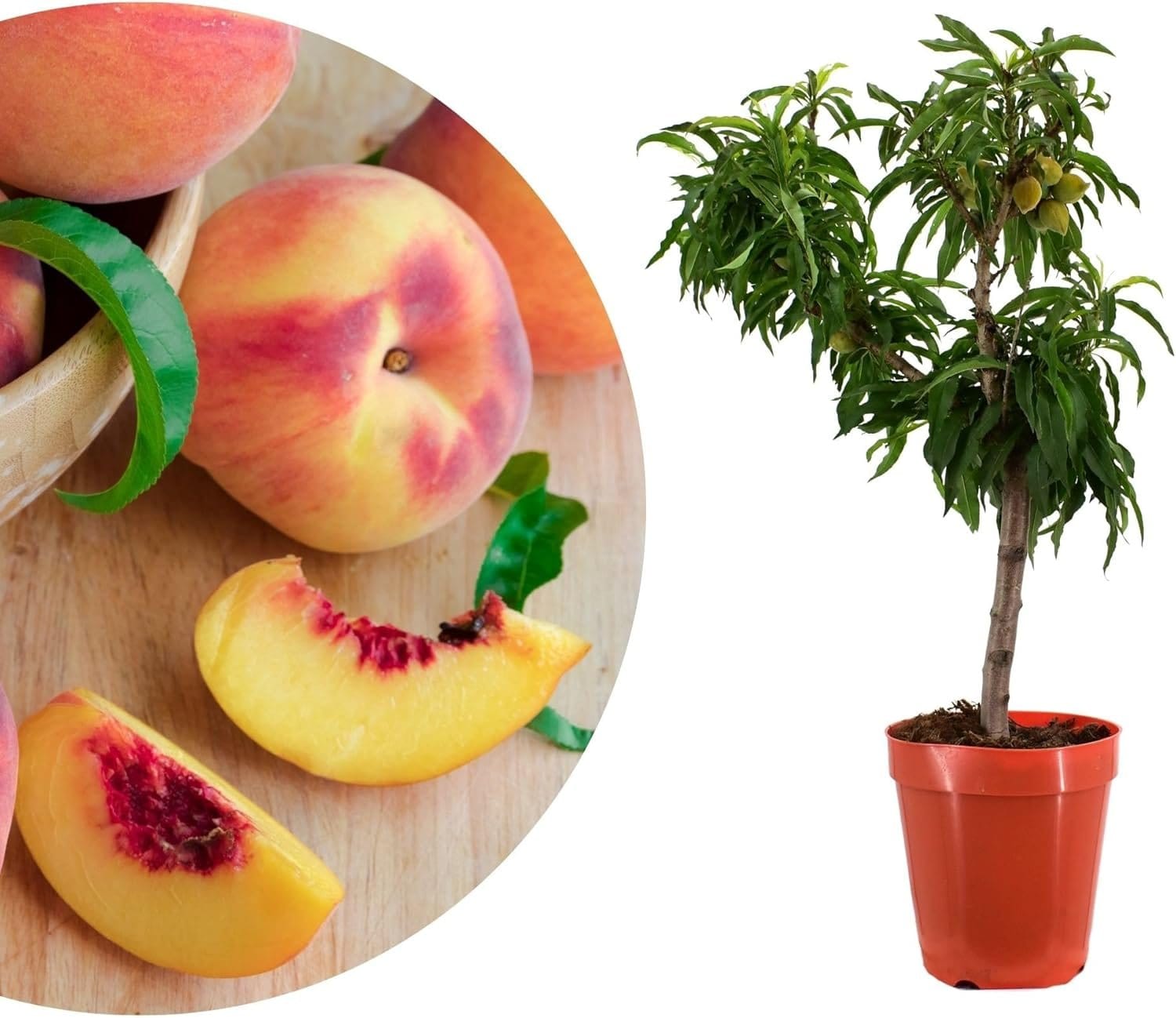npk dnger fr erdbeeren Erdbeerdnger fr Erdbeeren und Waldbeeren