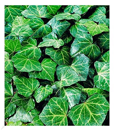 8 Bodendecker, die Unkraut aus deinem Garten verdrngen (und dabei auch  noch richtig schn aussehen)