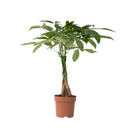 eurosa candela kaktus Serene Spaces Living Artificial Potted Candelabra Cactus-15